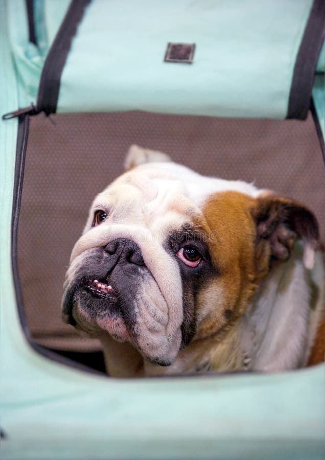 White-red English Bulldog sitting in pet bag close-up stock images White-red English Bulldog sitting in pet bag close-up stock images