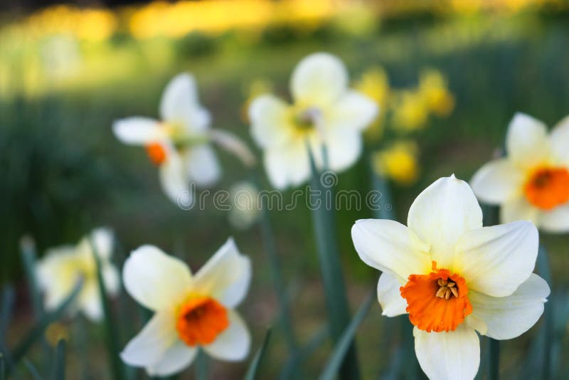 White/Red flower in foreground with blurred background royalty free stock image White/Red flower in foreground with blurred background royalty free stock image
