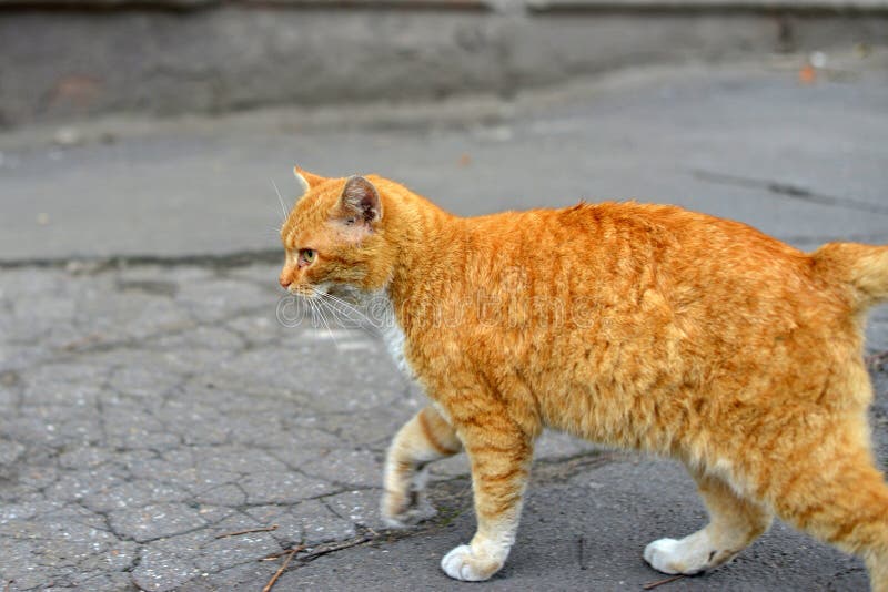 White-red-headed Cat Lay Near the Wall, but in His Field of Vision ...