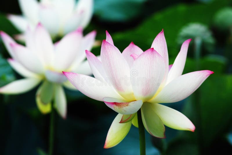 White and red lotus flower