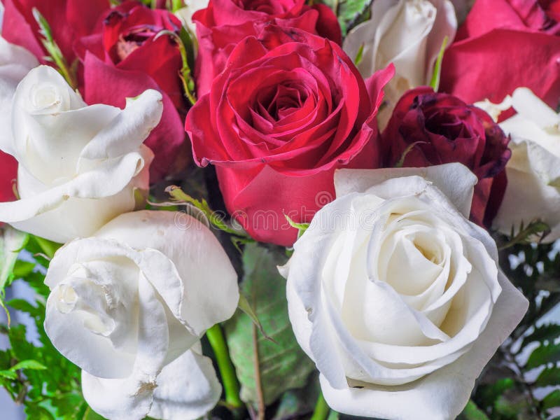 White and red roses stock photo. Image of blossom, freshness 117588456