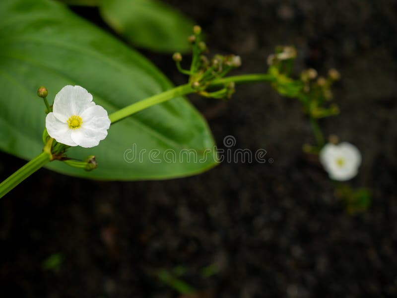 2,113 Amazon Flowers Stock Photos Free & RoyaltyFree Stock Photos from Dreamstime