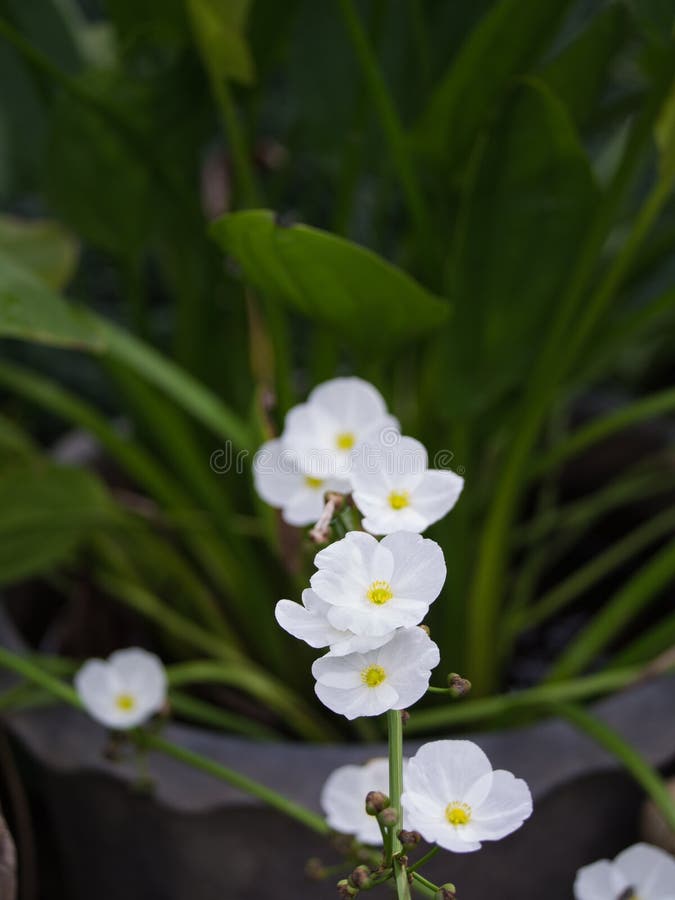 1,438 Amazon Flowers Photos Free & RoyaltyFree Stock Photos from Dreamstime