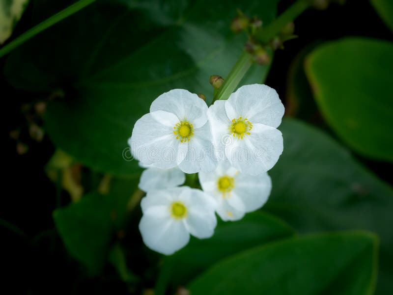 White Reed Amazon Flowers Blooming Stock Image Image of mystery, beautiful 164736611