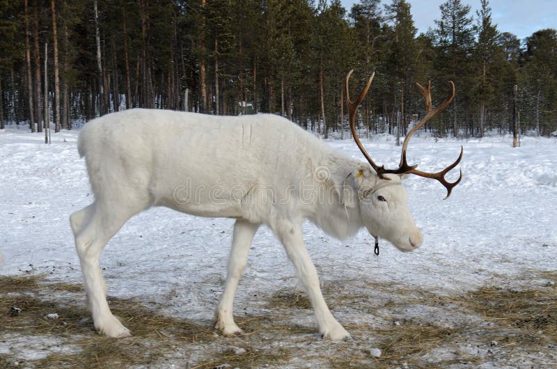 White reindeer stock photo. Image of snow, white, rearing 23795610