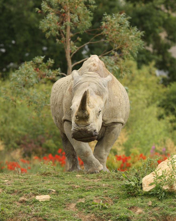 White Rhino