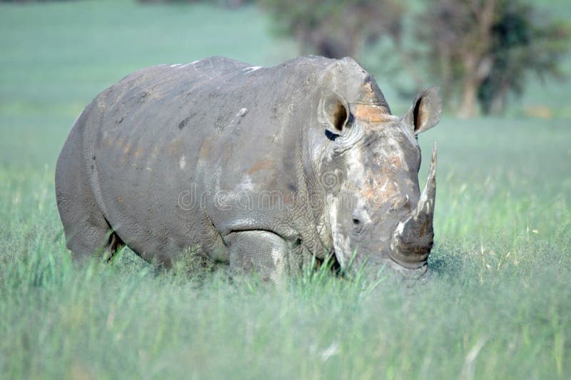 White Rhino.