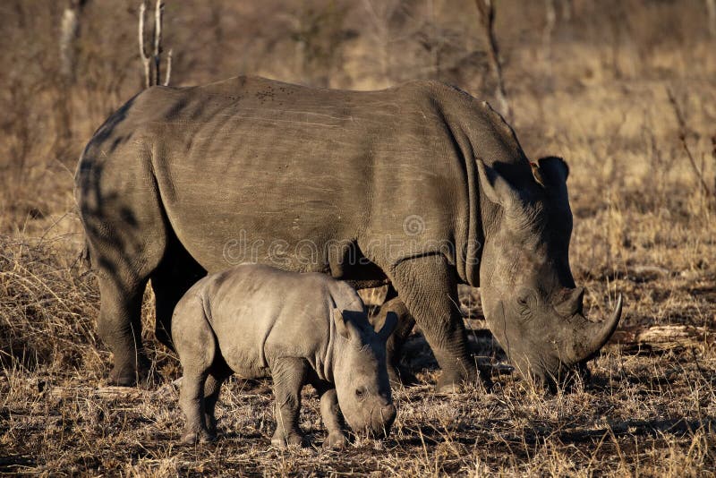 White rhino and baby rhino stock images White rhino and baby rhino stock images