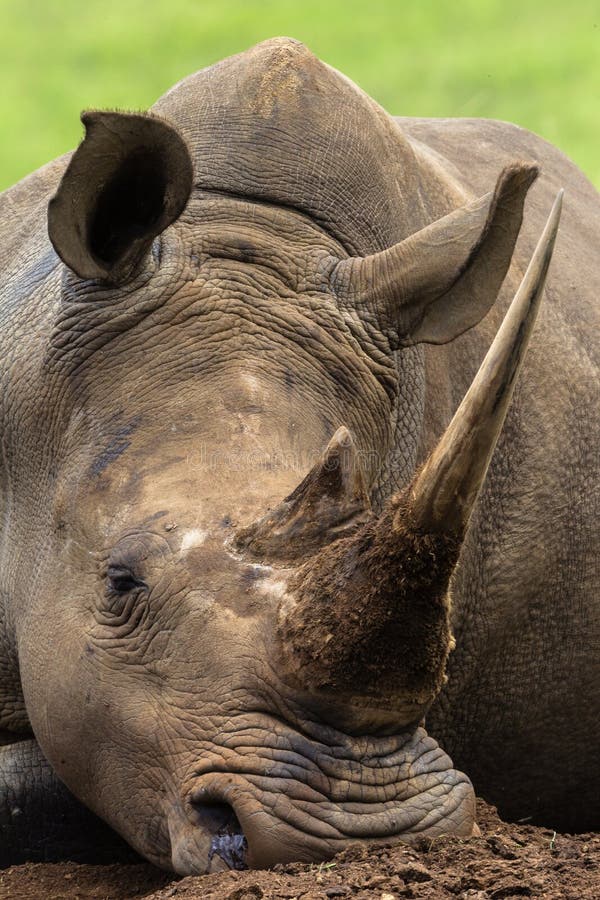 Rhino Head Horn Close Detail Stock Photo Image of southafrica, rhinoceros 29081828