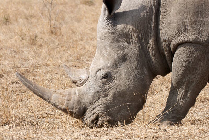 rhinoceros horn rhinoceros horn