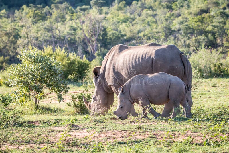 White rhino mother and baby in the grass stock images White rhino mother and baby in the grass stock images