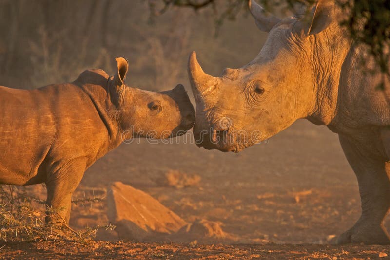 White rhino mother and calf