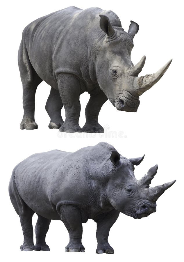 White rhino rhinoceros isolated animal