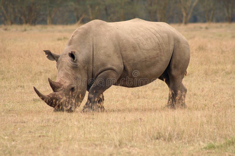 rhino 6 free download rhino 6 free download