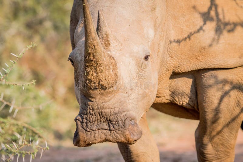 rhino 7 trial license rhino 7 trial license