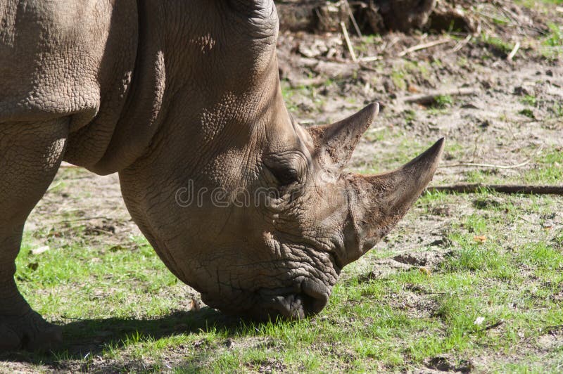 White Rhinoceros