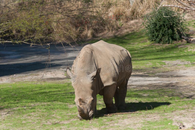 White Rhinoceros