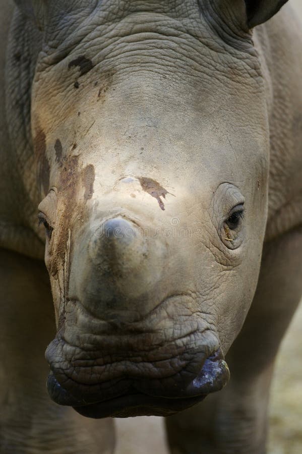 White Rhinoceros