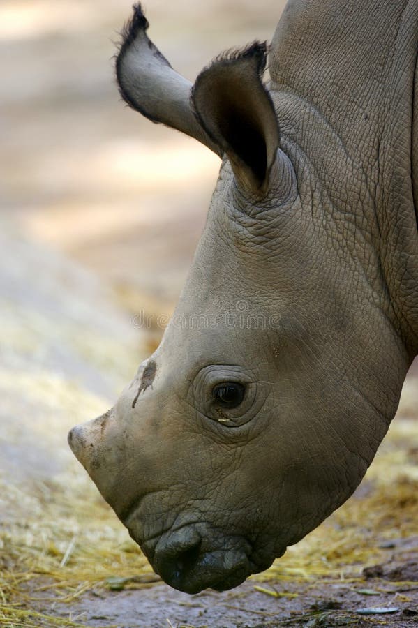 White Rhinoceros