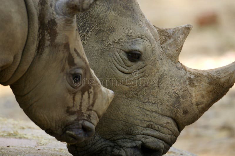 White Rhinoceros