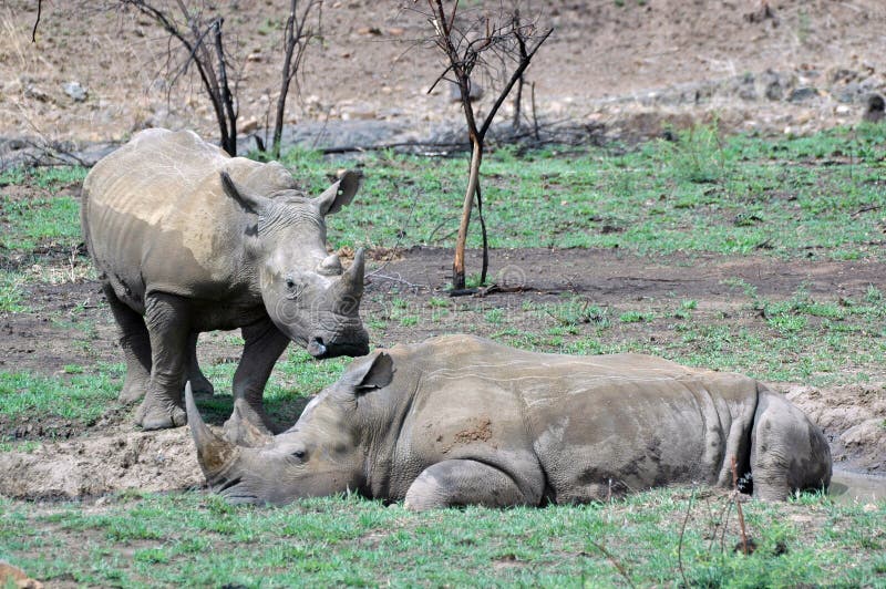 White Rhinoceros.