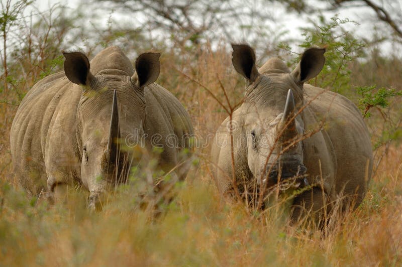 White Rhinoceros