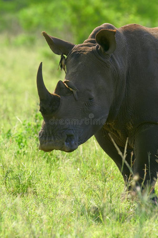 White Rhinoceros