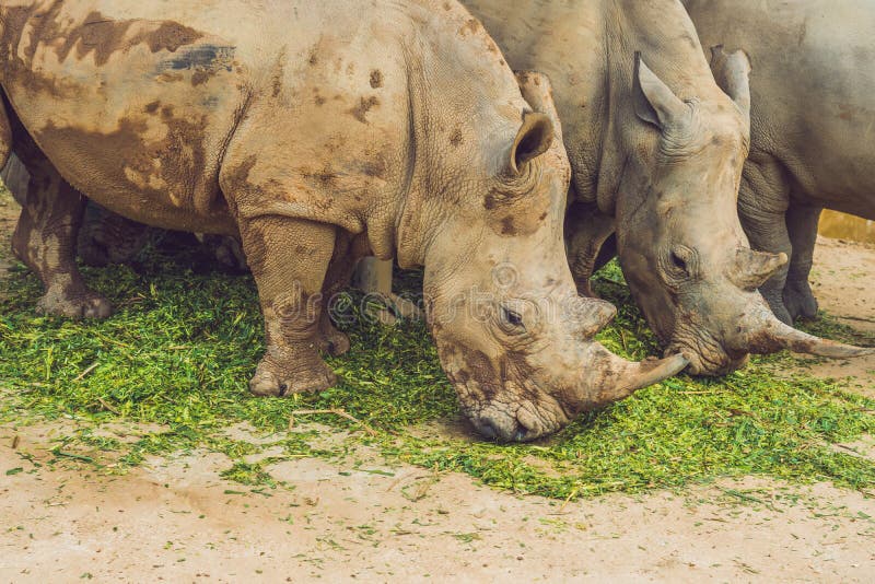 White Rhinoceros in the Beautiful Nature. Wild Animals in Captivity Stock Image - Image of ceratotherium, mammal: 108678553 White Rhinoceros in the Beautiful Nature. Wild Animals in Captivity Stock Image - Image of ceratotherium, mammal: 108678553