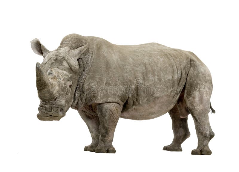 White Rhinoceros - Ceratotherium simum ( +/- 10 years) stock images White Rhinoceros - Ceratotherium simum ( +/- 10 years) stock images