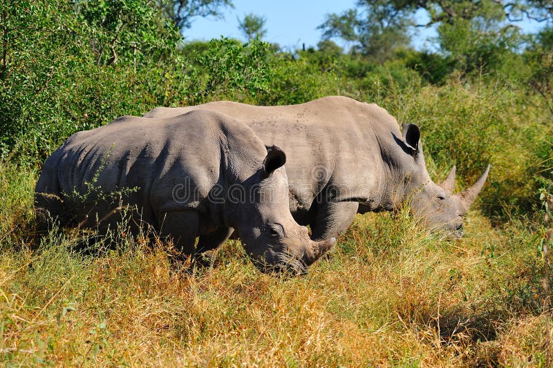 White Rhinoceros (Ceratotherium simum)