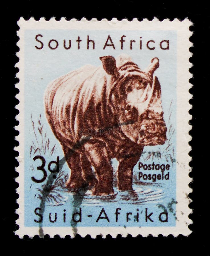 White Rhinoceros Ceratotherium simum, South African Wildlife, Kruger Park serie, circa 1959