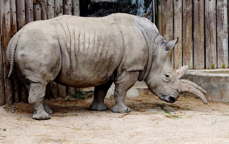 ceratotherium simum white rhinoceros ceratotherium simum white rhinoceros