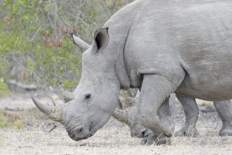 White rhinoceros eating, side view.