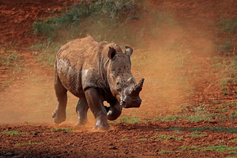 White rhinoceros in dust royalty free stock photography White rhinoceros in dust royalty free stock photography