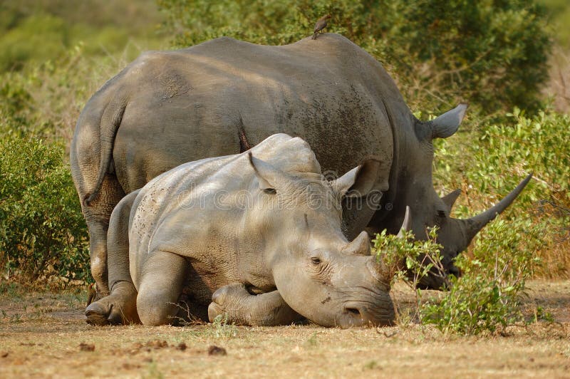 White Rhinoceros with Oxpecker