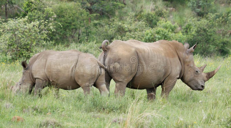 White rhinoceros or square-lipped rhinoceros, Ceratotherium simum. stock image White rhinoceros or square-lipped rhinoceros, Ceratotherium simum. stock image