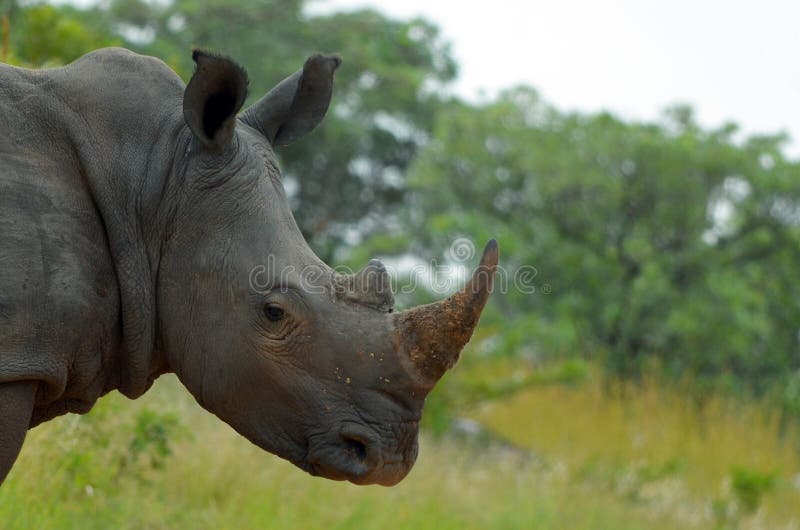 White rhinoceros or square-lipped rhinoceros (Ceratotherium simum). royalty free stock images White rhinoceros or square-lipped rhinoceros (Ceratotherium simum). royalty free stock images
