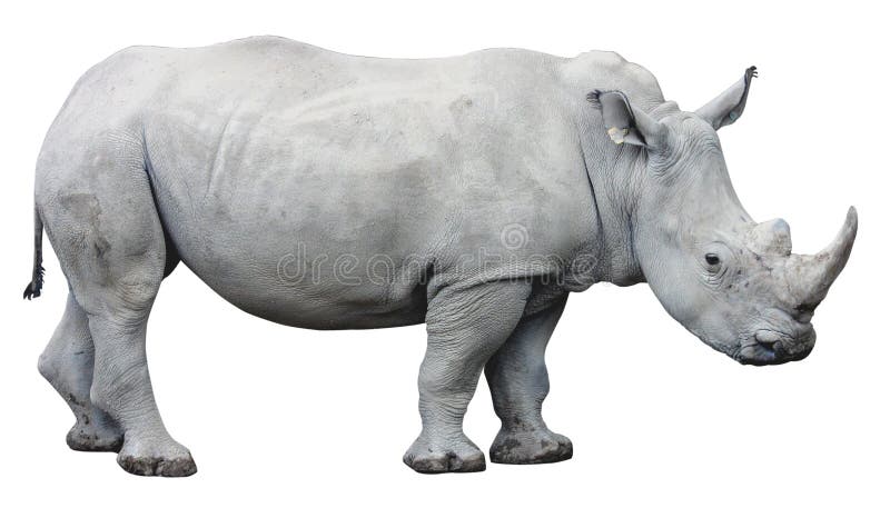 rhinoceros перенос обьекта zbrush