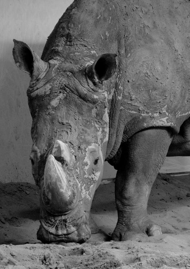 The White Rhinoceros or Square-lipped Rhinoceros Stock Photo - Image of