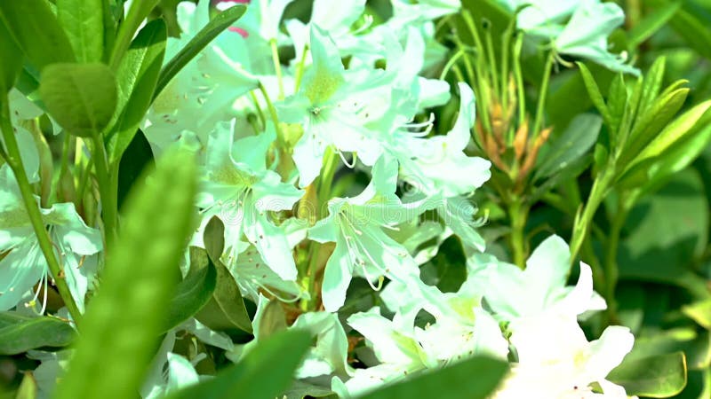 White rhododendron flower with a green leaves background