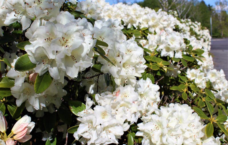 White rhododendron flowers stock photo. Image of landscape 92665604