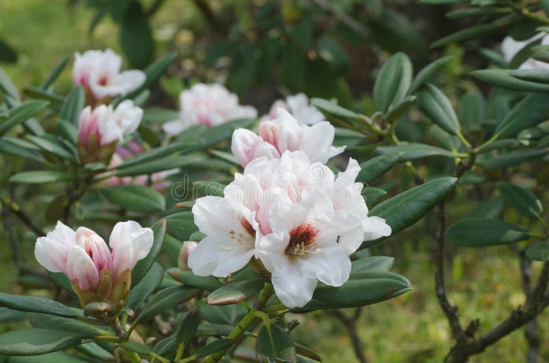 White rhododendron flowers stock image. Image of flower 71822019