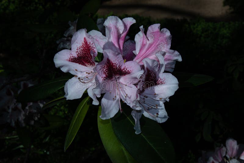 White Rhododendron Flowers in the Garden at Night Stock Photo Image