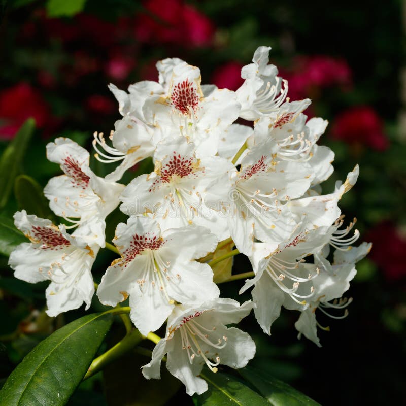 White Rhododendron Flowers in the Park, Finland Stock Image Image of
