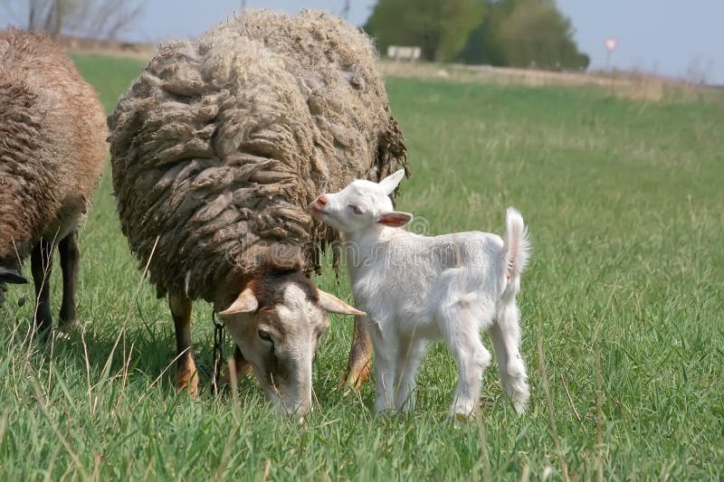 White ridiculous kid and sheep is grazed on a farm