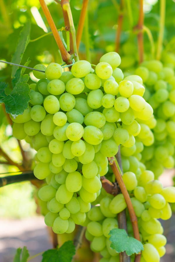 White ripe large grapes close-up macro. Grape bush with bunches of berries and green leaves