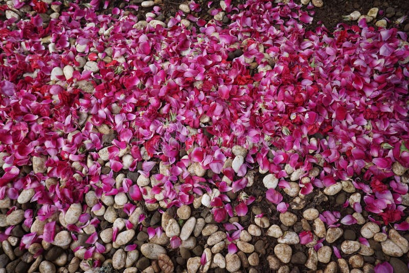White Rocks with Red Rose Leaf Flowers Stock Photo Image of herb