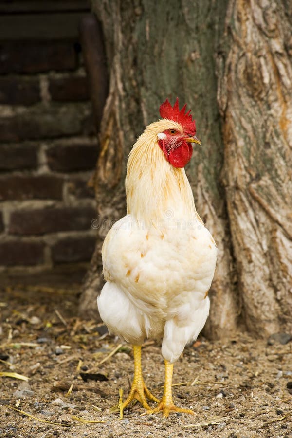 White rooster stock image. Image of walking, standing 6256777