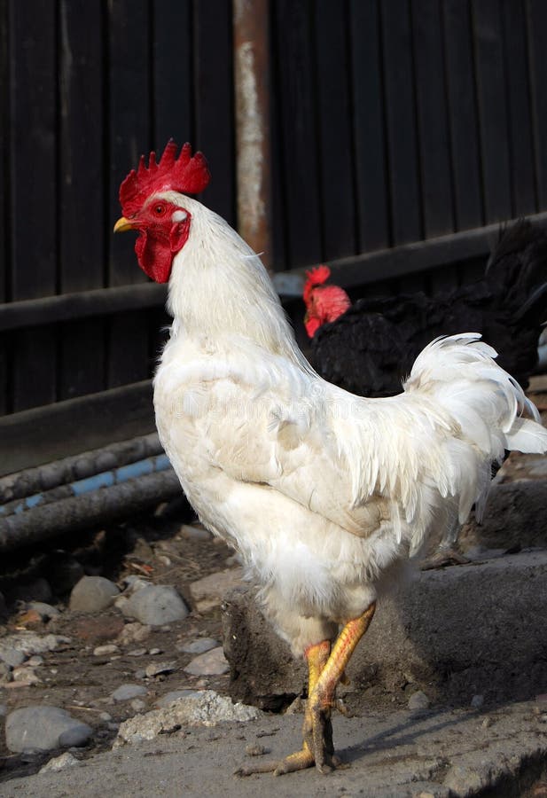 White rooster stock image. Image of biologic, rooster 8488243