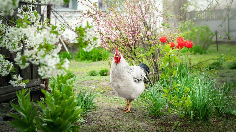 White rooster. Beeg white rooster grazes freely among the flowers. Farm poultry